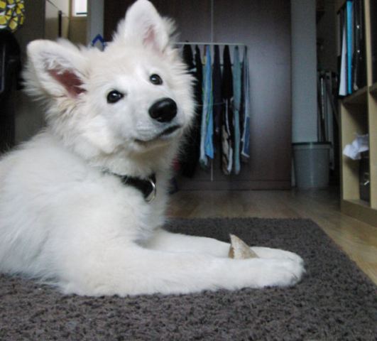 Fotos/2010vervolgJnest/Jade/CIMG2909[1].JPG